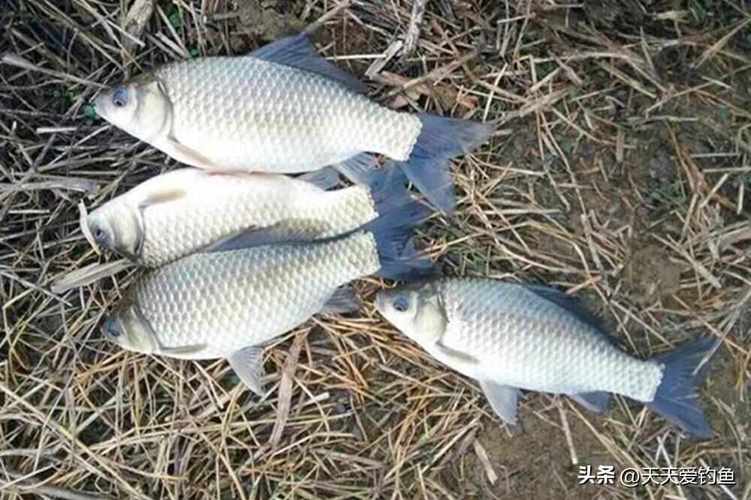 冬季釣魚打窩技巧_冬季釣魚黃金魚窩_冬季釣魚找窩技巧