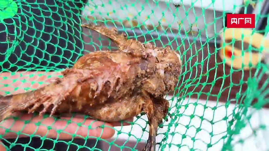 寧波虎魚_玫瑰毒鲉_虎魚是什么魚