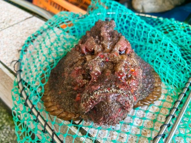 虎魚是什么魚_寧波虎魚_玫瑰毒鲉