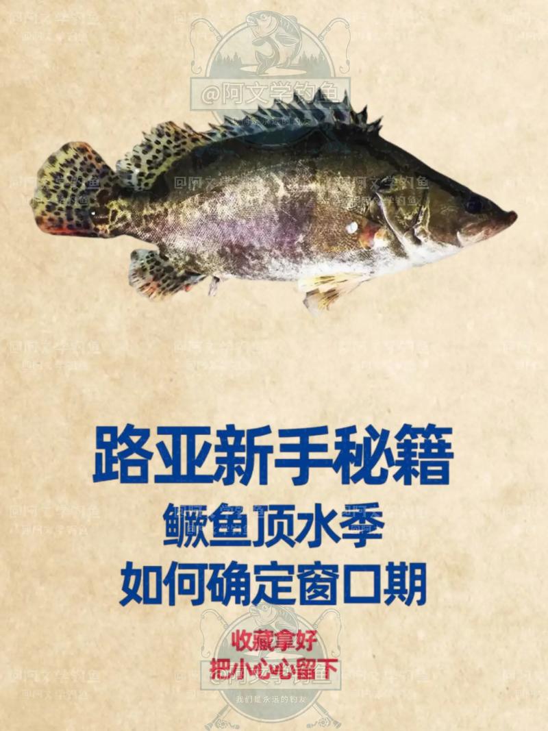 野釣鱖魚技巧_鱖魚_怎么釣鱖魚_活餌逗釣鱖魚方法