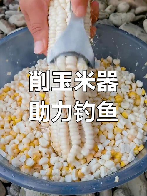 老壇玉米與鮮玉米對比_夏季釣魚玉米打窩方法_怎么泡玉米粒釣魚