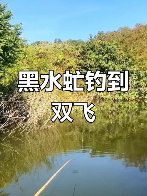 養黑水虻幼蟲釣魚超棒！掌握養殖方法及釣魚注意事項