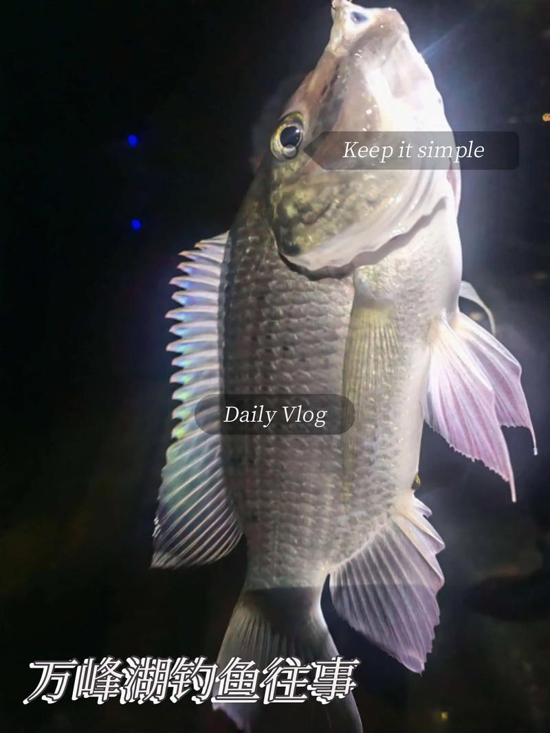 萬峰湖羅非魚最佳釣點與時間_萬峰湖釣魚_萬峰湖釣大羅非技巧