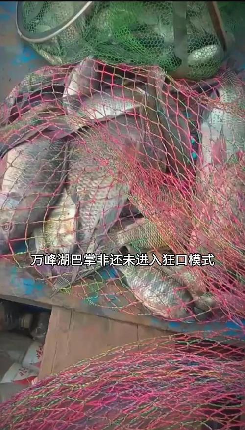 萬峰湖釣大羅非技巧_萬峰湖羅非魚最佳釣點與時間_萬峰湖釣魚