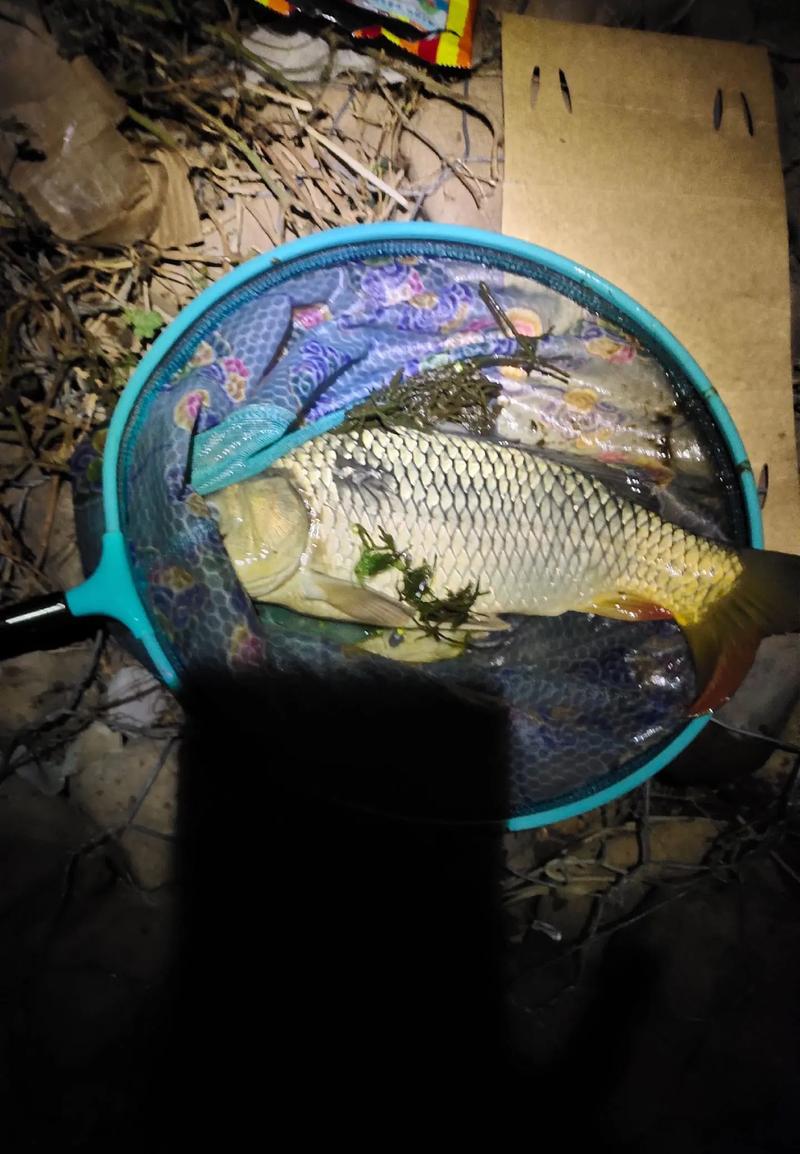 夜釣什么時間段最好_夜釣黃金時段_晚上釣魚幾點最好