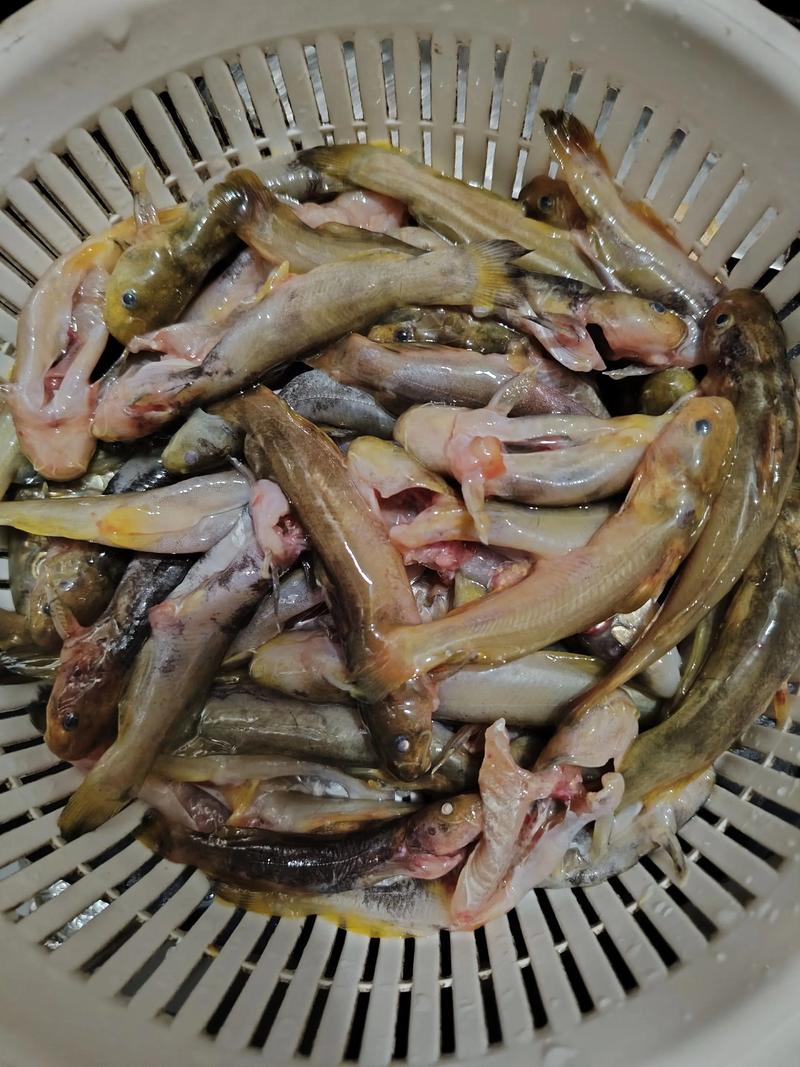 黃骨魚市場前景_黃骨魚養殖技術_黃骨魚又名什么魚