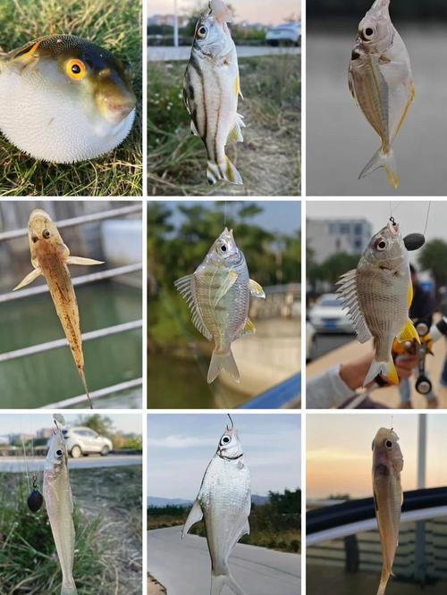 珠海金灣區野釣點_珠海釣場_珠海釣場大全_珠海哪里能釣魚_珠海斗門區野釣點