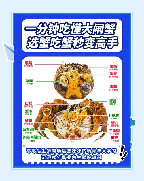金秋蟹宴文化_黃河口大閘蟹是什么蟹種_大閘蟹上市時間