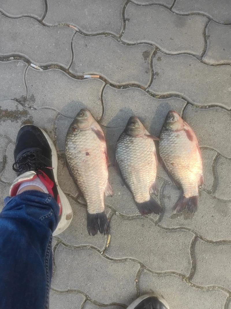 冬季水庫釣鯽魚技巧_水庫野釣鯽魚經驗_水庫野釣