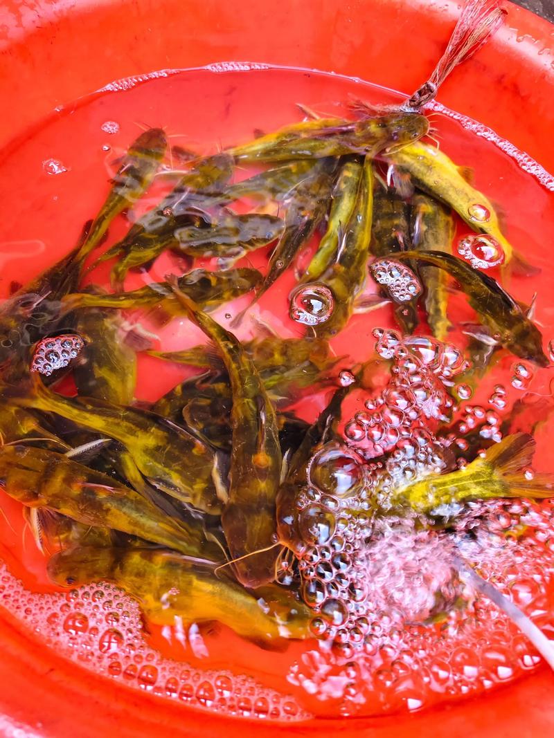 黃骨魚又名什么魚_黃骨魚養殖技術_黃骨魚市場前景