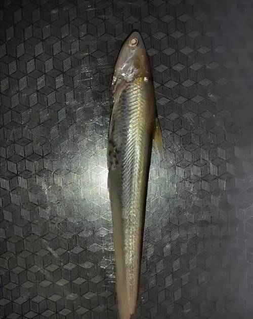 黃河刀魚圖片_黃河刀魚產卵場_黃河刀魚洄游軌跡