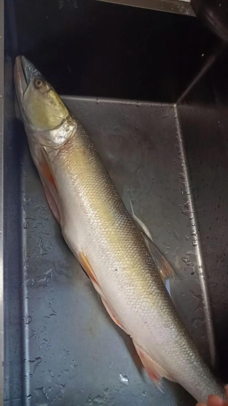 黃劍魚 柔身劍尾魚 深海劍魚_黃劍魚是什么魚