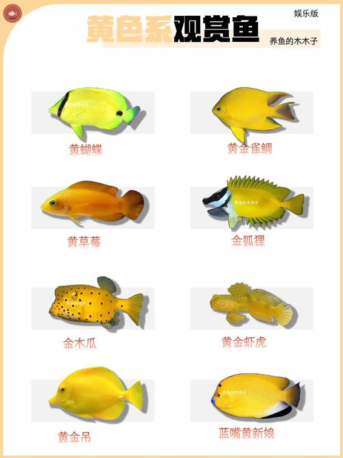 黃劍魚 柔身劍尾魚 深海劍魚_黃劍魚是什么魚