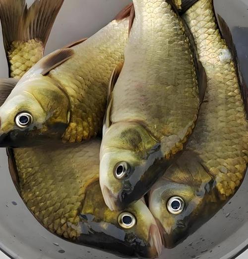 酥魚做法小鯽魚菜譜_野生鯽魚與雜交鯽魚區別_黃金鯽魚和普通鯽魚有什么區別