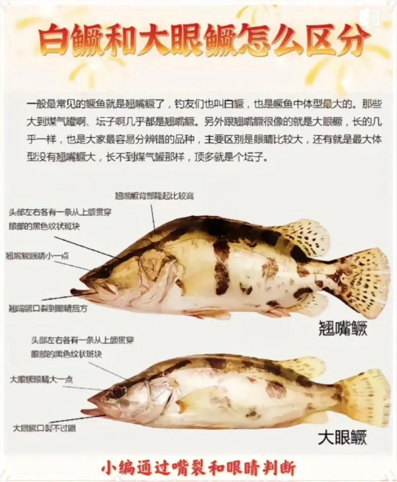 桂魚是什么魚類_黃金桂魚是什么魚_桂魚生長在哪里