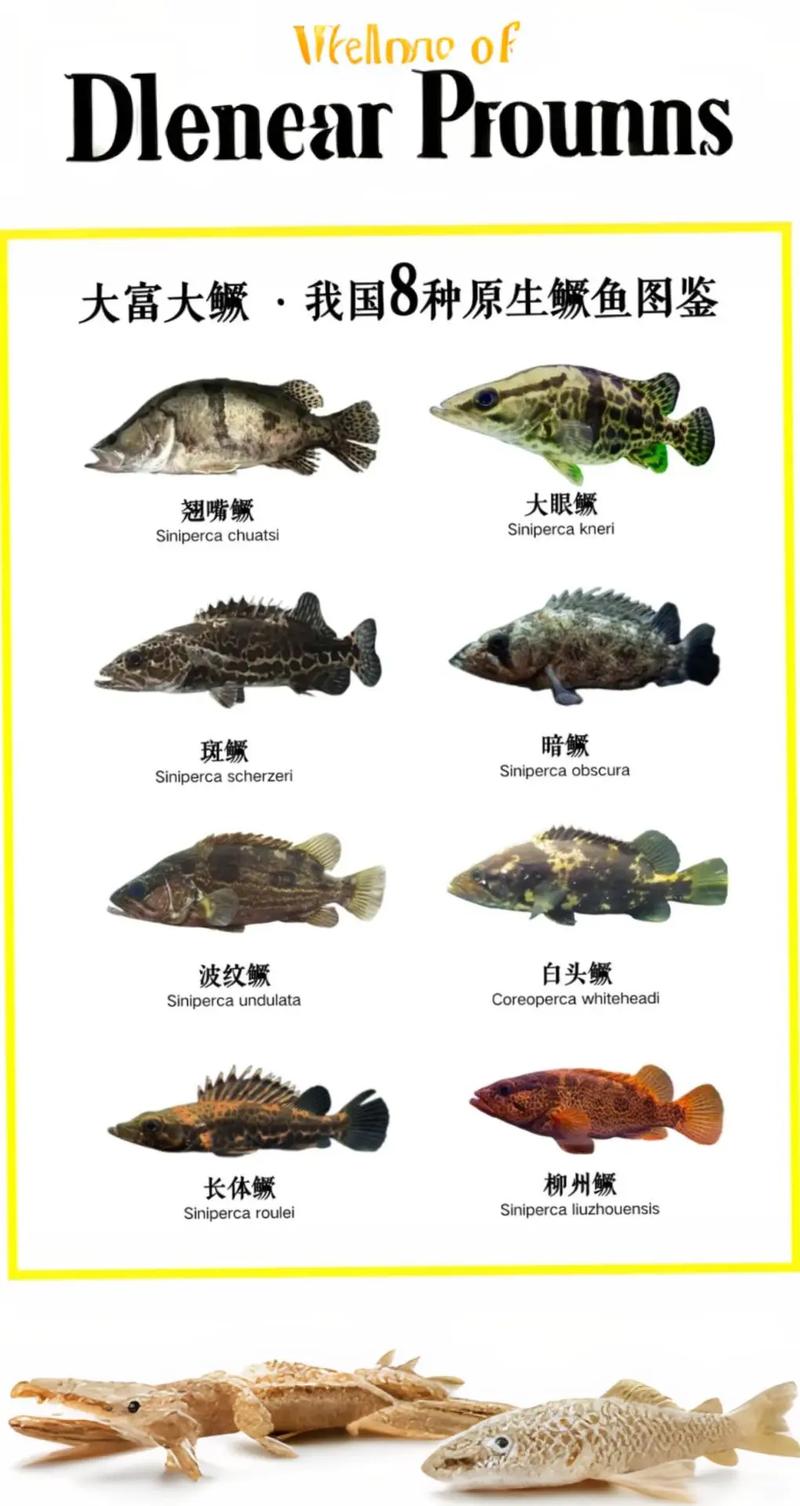 桂魚是什么魚類_黃金桂魚是什么魚_桂魚生長在哪里