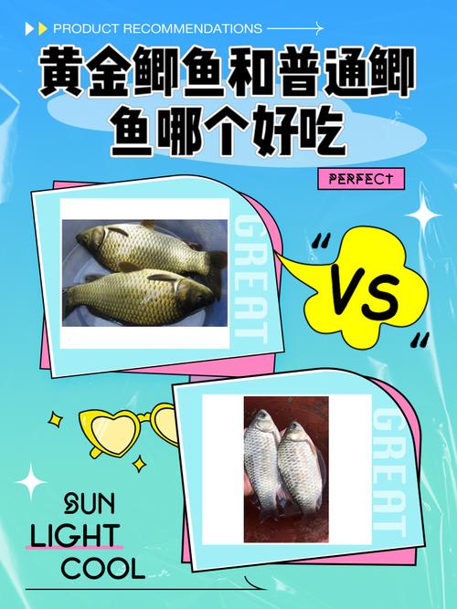 野生鯽魚與雜交鯽魚區別_黃金鯽魚和普通鯽魚有什么區別_酥魚做法小鯽魚菜譜