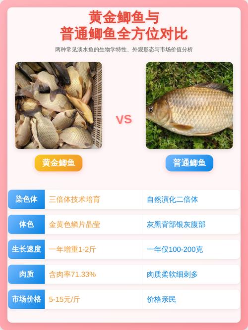 黃金鯽魚和普通鯽魚有什么區別_酥魚做法小鯽魚菜譜_野生鯽魚與雜交鯽魚區別