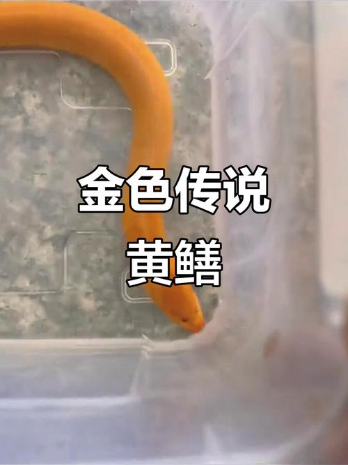 農村金黃大黃鱔 望月鱔 不可食用 保護農村生物多樣性_望月鱔和黃鱔怎么判斷