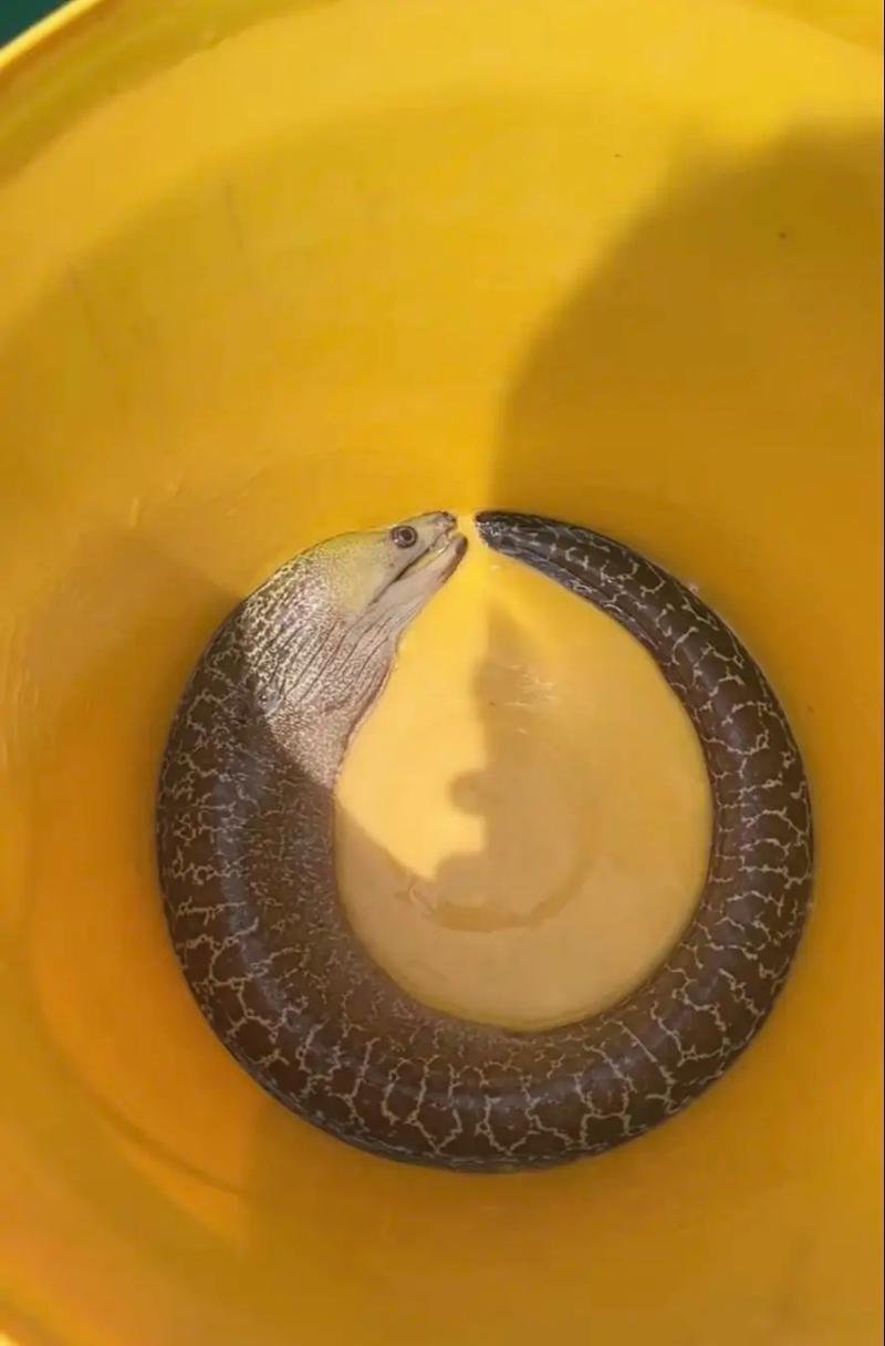 望月鱔不能吃的原因_望月鱔和黃鱔怎么判斷_湖南農村捉黃鱔
