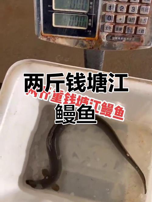 望月鱔不能吃的原因_望月鱔和黃鱔怎么判斷_湖南農村捉黃鱔