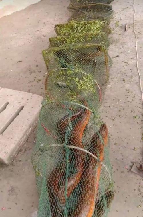 望月鱔不能吃的原因_望月鱔和黃鱔怎么判斷_湖南農村捉黃鱔