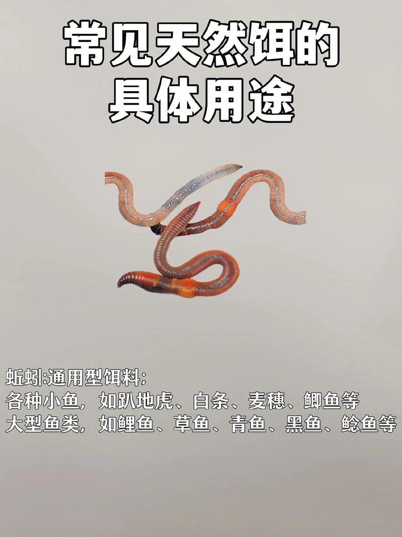 蟲餌釣法_傳統釣_釣魚魚餌