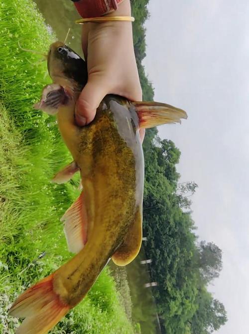 黃辣丁和三角峰的區別_四川1斤多黃辣丁_野生黃辣丁與牛尾巴魚區別