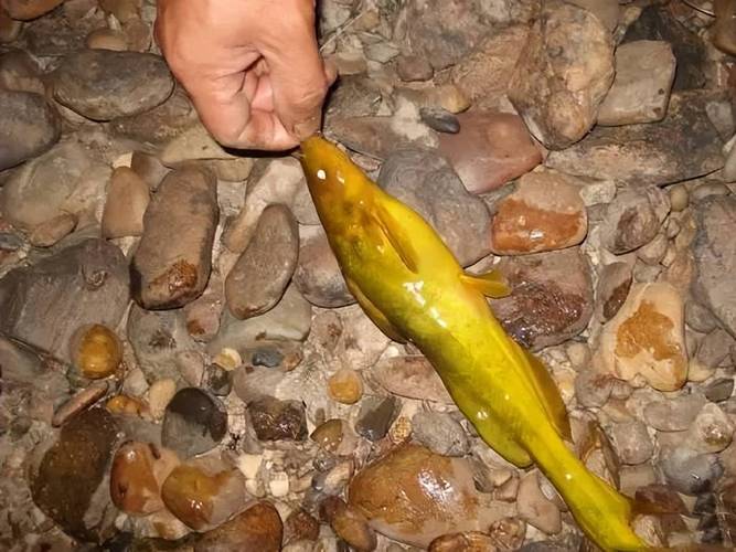 四川1斤多黃辣丁_黃辣丁和三角峰的區別_野生黃辣丁與牛尾巴魚區別