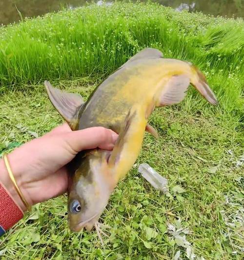 黃辣丁和三角峰的區別_四川1斤多黃辣丁_野生黃辣丁與牛尾巴魚區別