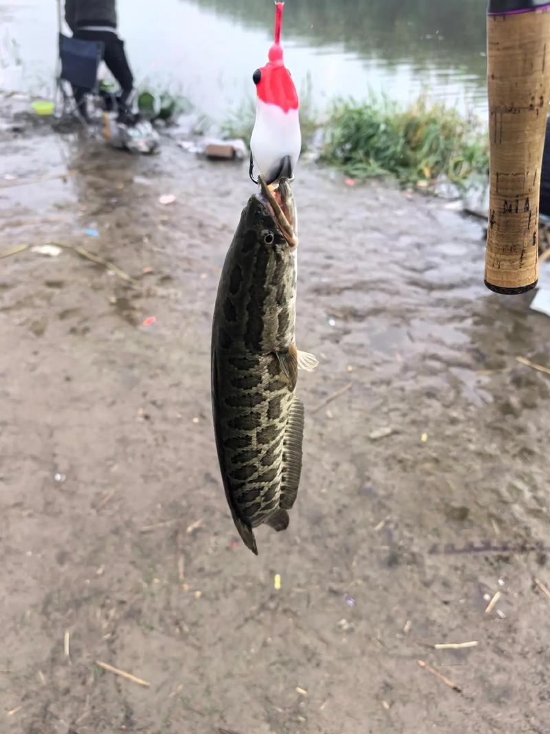江西黑魚釣點_雷蛙釣黑魚實戰視頻_黑魚路亞釣法