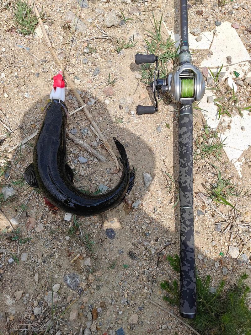 江西黑魚釣點_黑魚路亞釣法_雷蛙釣黑魚實戰視頻