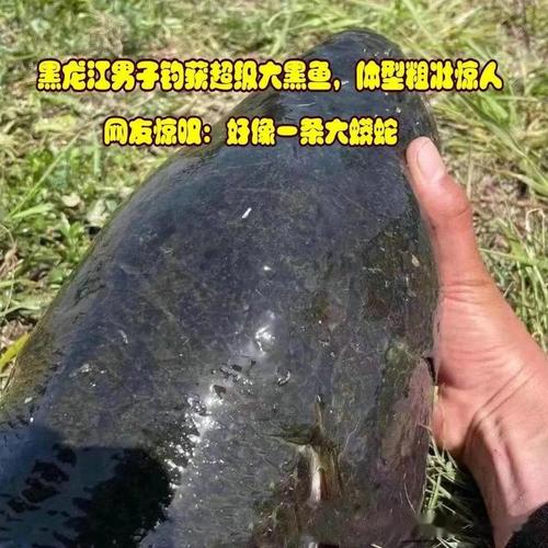 江西黑魚釣點_黑魚路亞釣法_雷蛙釣黑魚實戰視頻