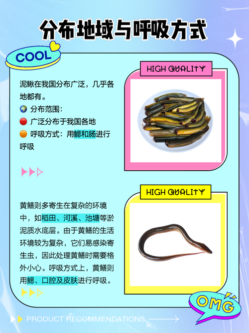 黃鱔和泥鰍是魚類嗎_黃鱔和泥鰍的科屬區別_黃鱔和泥鰍的形態區別