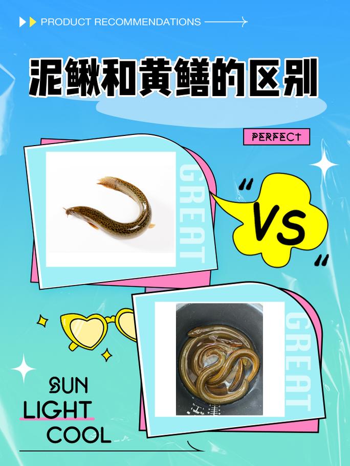 黃鱔和泥鰍的科屬區別_黃鱔和泥鰍是魚類嗎_黃鱔和泥鰍的形態區別