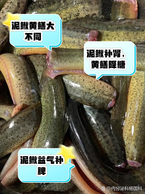 黃鱔和泥鰍是魚類嗎_黃鱔和泥鰍的科屬區別_黃鱔和泥鰍的形態區別