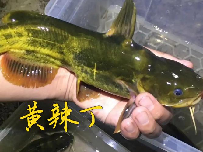 黃顙魚營養價值_黃顙魚養殖技術_黃顙魚是什么魚