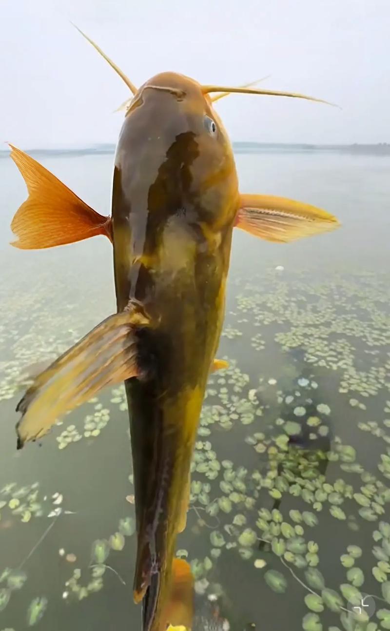 黃顙魚外形特征和分類_黃顙魚是什么魚_黃顙魚別名和生殖習性