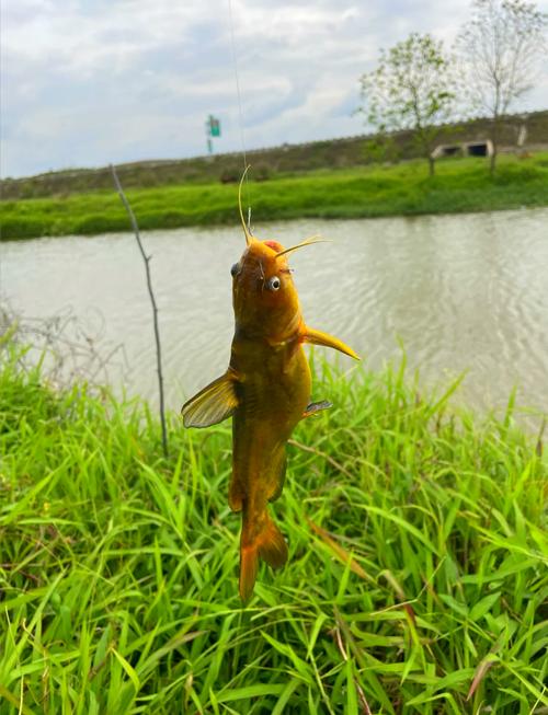 黃顙魚別名和生殖習性_黃顙魚外形特征和分類_黃顙魚是什么魚