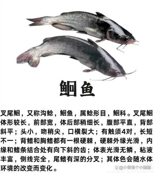 圖文詳解塘鲺、鯰魚的區別介紹_鯰魚到底能不能吃_鯰魚為什么被討厭
