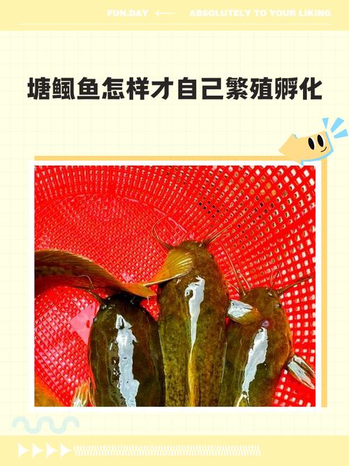 圖文詳解塘鲺、鯰魚的區別介紹_鯰魚食用禁忌和功效作用_鯰魚營養價值豐富價格便宜