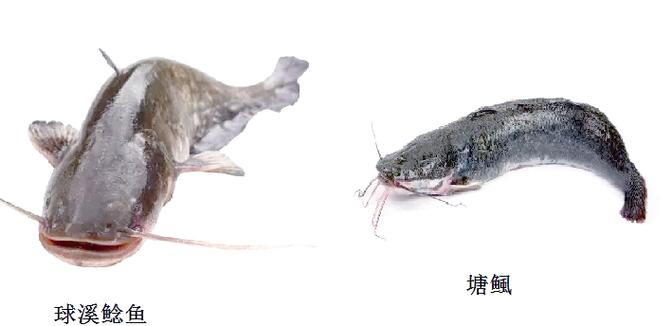 鯰魚營養價值豐富價格便宜_鯰魚食用禁忌和功效作用_圖文詳解塘鲺、鯰魚的區別介紹