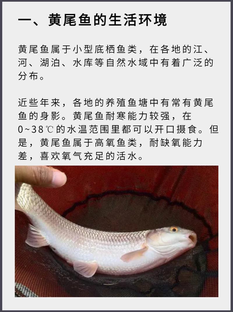 黃尾魚味型論述_黃尾魚學名叫什么_黃尾魚攝食習性