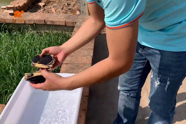 黃緣龜品種介紹_黃緣龜價格多少錢一只_黃緣閉殼龜是什么龜