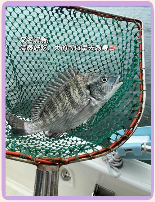 釣魚技巧分享_水庫釣魚技巧詳解_海釣技巧之立魚釣法必看