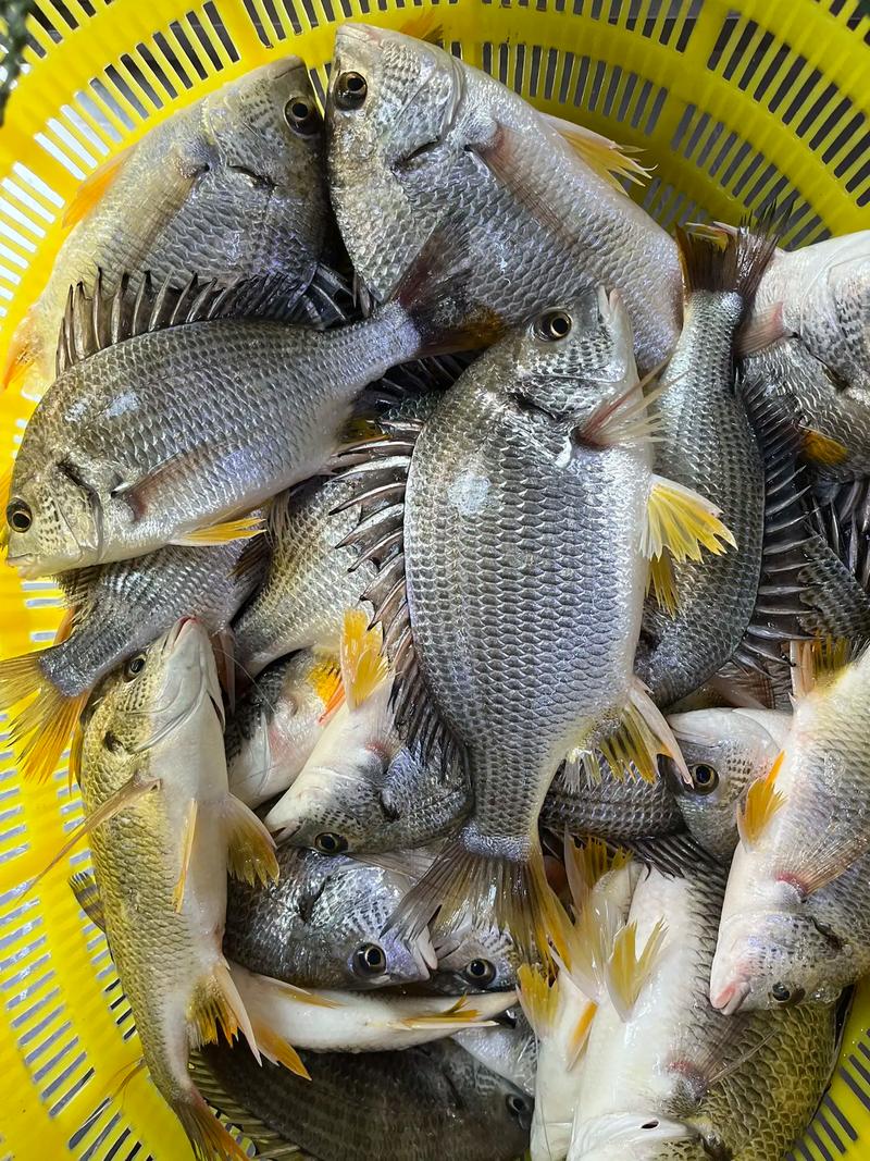 釣魚技巧分享_水庫釣魚技巧詳解_海釣技巧之立魚釣法必看