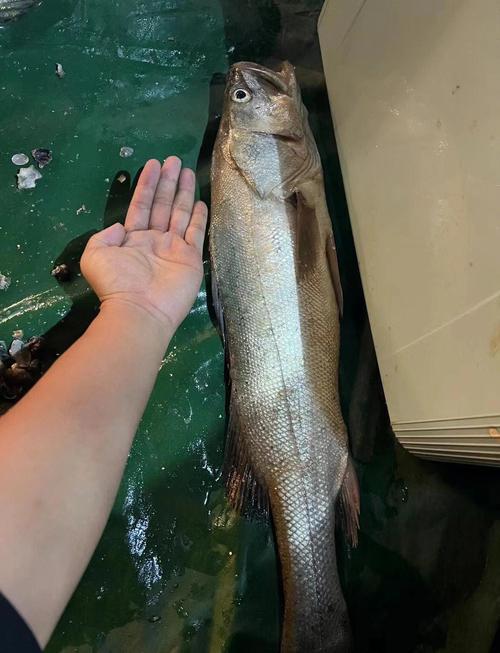 海釣鱸魚的三種經典釣法分享-_淺海釣黑鯛方法_海釣黑鯛技巧