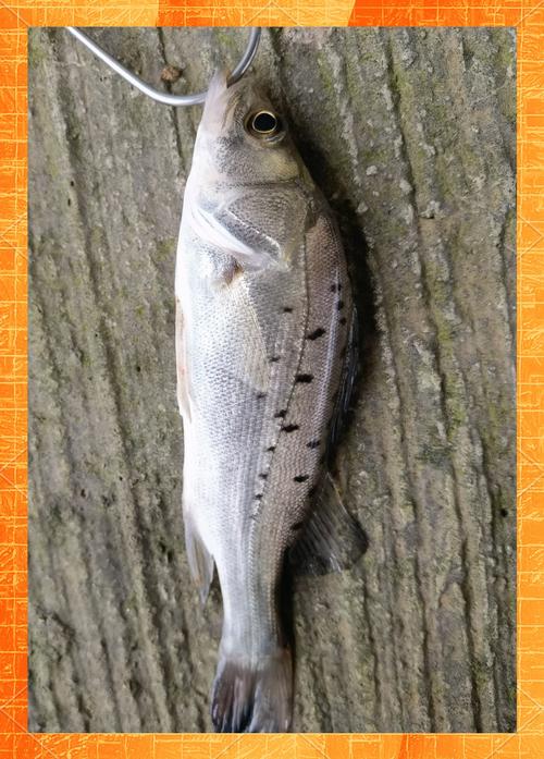 海釣黑鯛技巧_淺海釣黑鯛方法_海釣鱸魚的三種經典釣法分享-