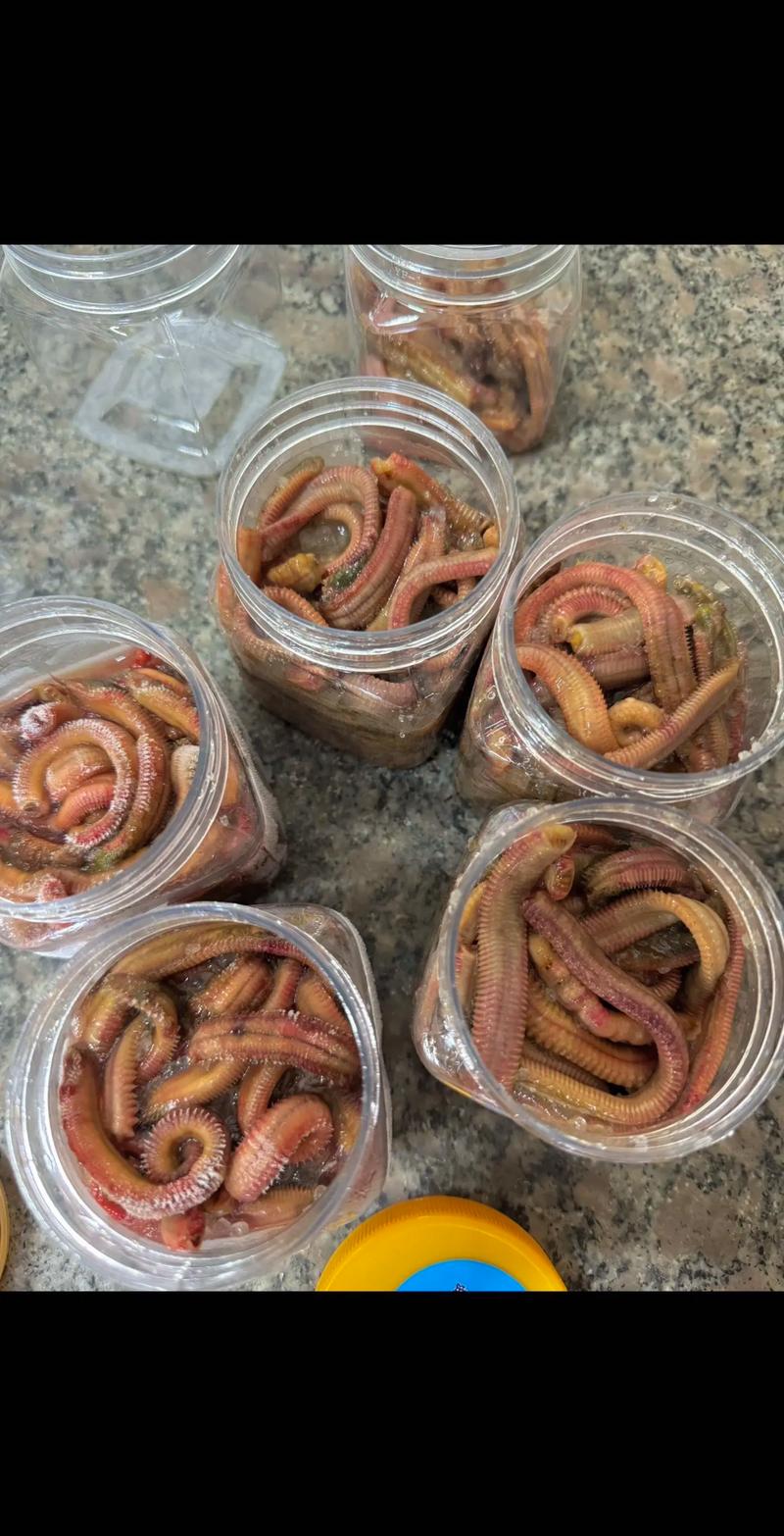 自然餌料使用_海釣巧用海蛆餌_海釣餌料選擇