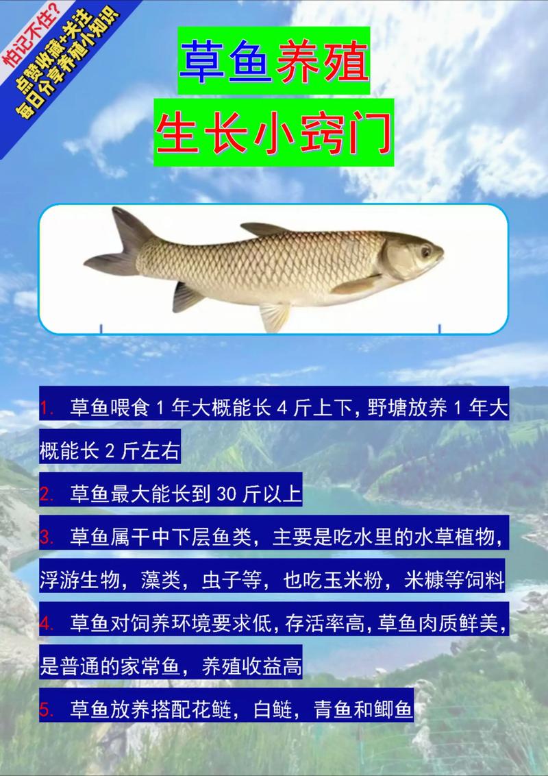 我國四大家魚_四大家魚養殖方法_草魚青魚鰱鳙特點